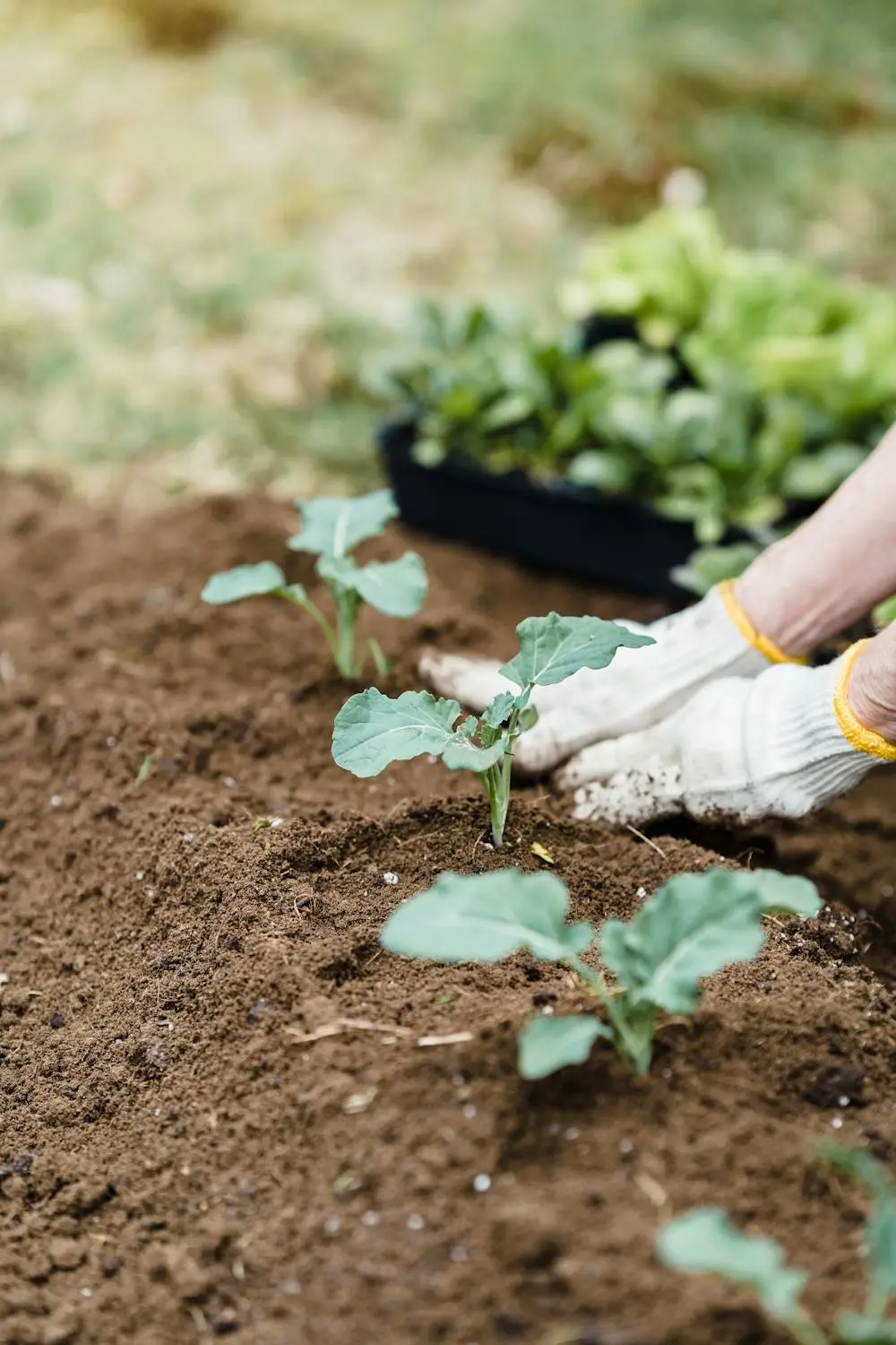 Soil & Leaf Test