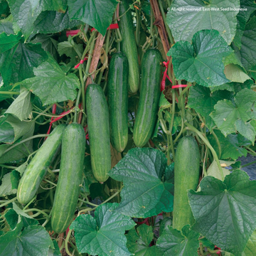 cucumbers-and-related-crops-360-1742882194193.webp