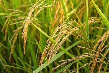 rice-plants-360-1742881064826.webp