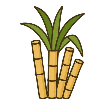 Sugar Cane